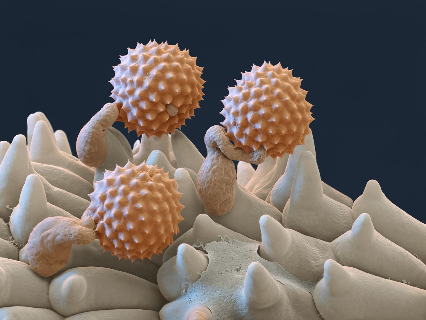 Beifuß: Stachelige Störenfriede Beifuss Pollen rasterelektronenmikroskopische Aufnahme