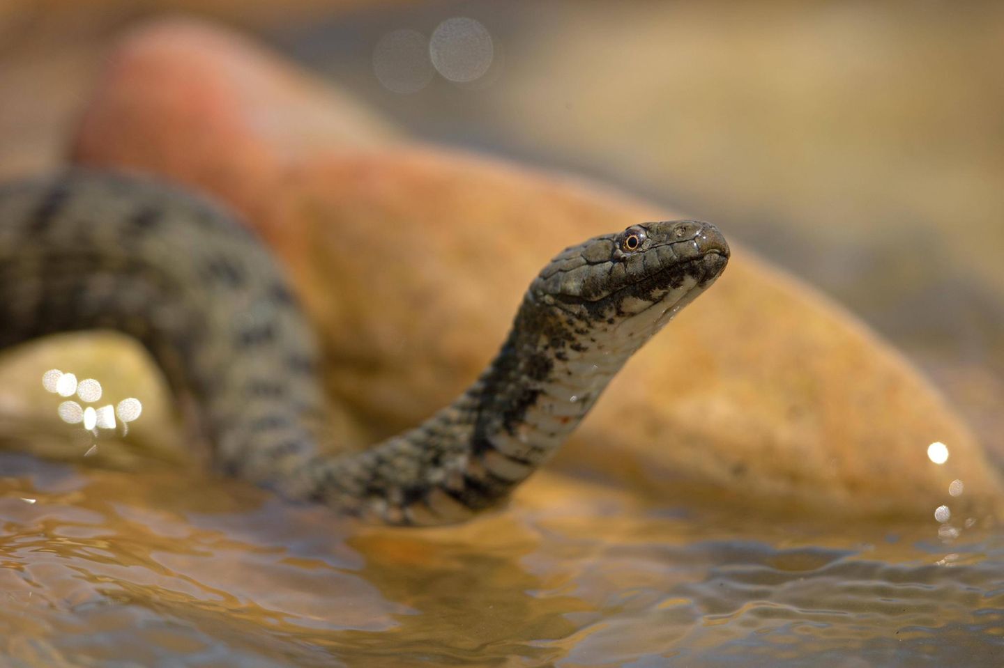 Reptilien: Schlange guckt aus dem Wasser