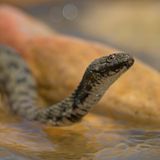 Reptilien: Schlange guckt aus dem Wasser