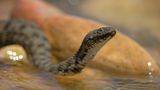 Reptilien: Schlange guckt aus dem Wasser