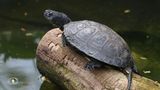 Reptilien Schildkröte auf einem Stück Holz im Wasser