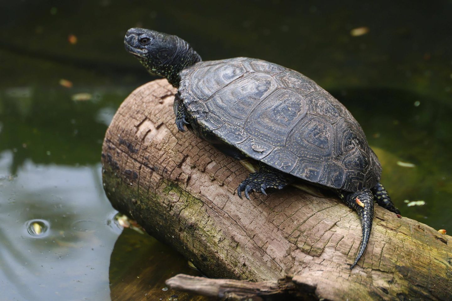 Reptilien Schildkröte auf einem Stück Holz im Wasser