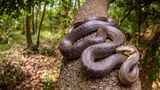 Reptilien Äskulapnatter auf einem Baum