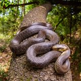 Reptilien Äskulapnatter auf einem Baum