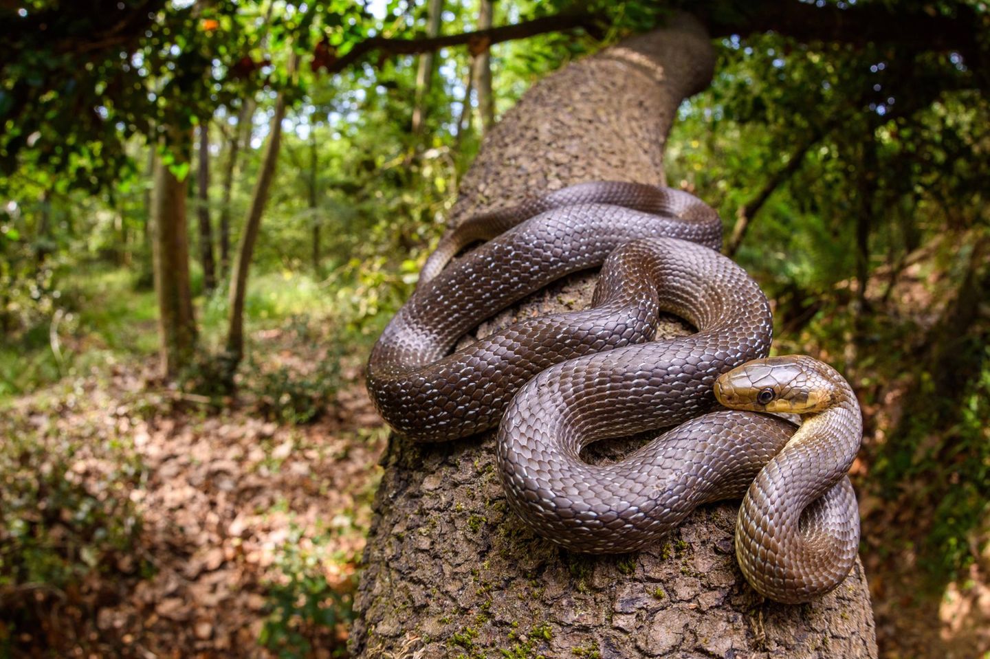 Reptilien Äskulapnatter auf einem Baum Reptilien Äskulapnatter auf einem Baum