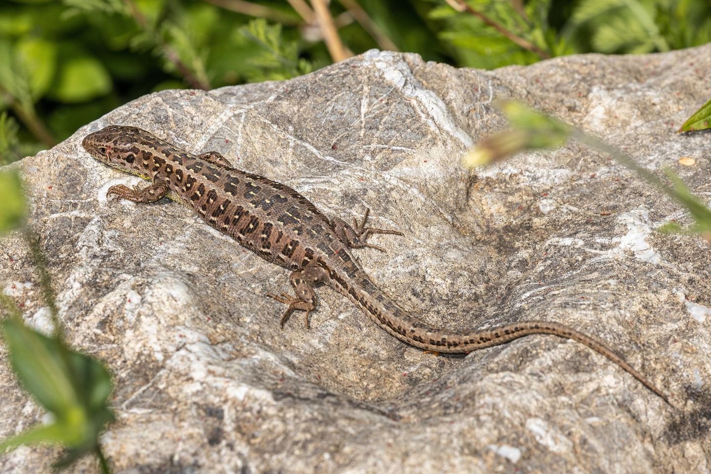 Reptilien: weibliche Zauneidechse