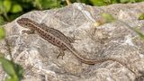 Reptilien: weibliche Zauneidechse