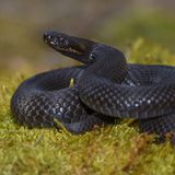 Reptilien Schwarze Schlange Höllenotter