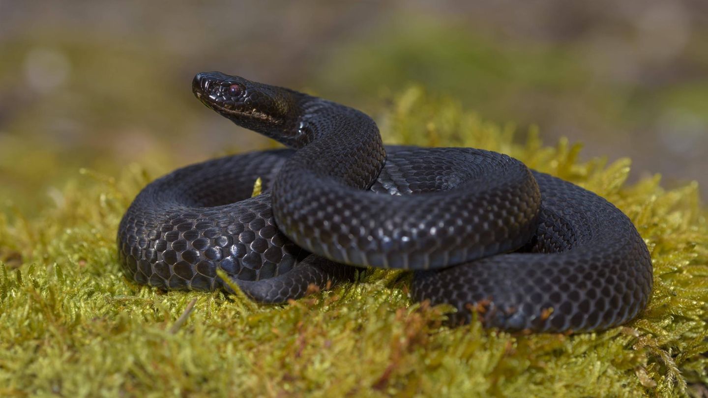 Reptilien Schwarze Schlange Höllenotter Reptilien Schwarze Schlange Höllenotter