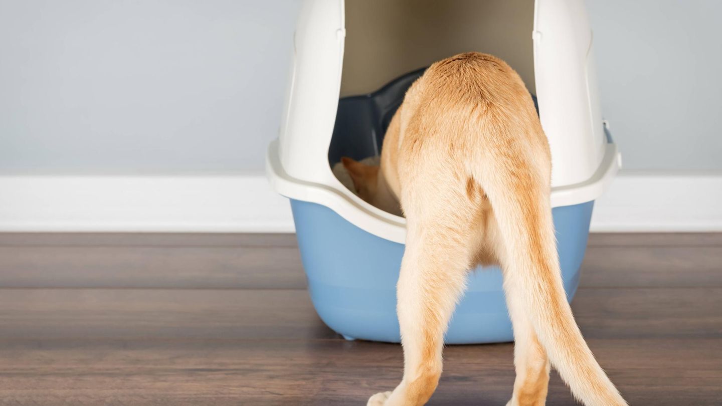 Bloß nicht kaufen: Katzenklo mit Dach