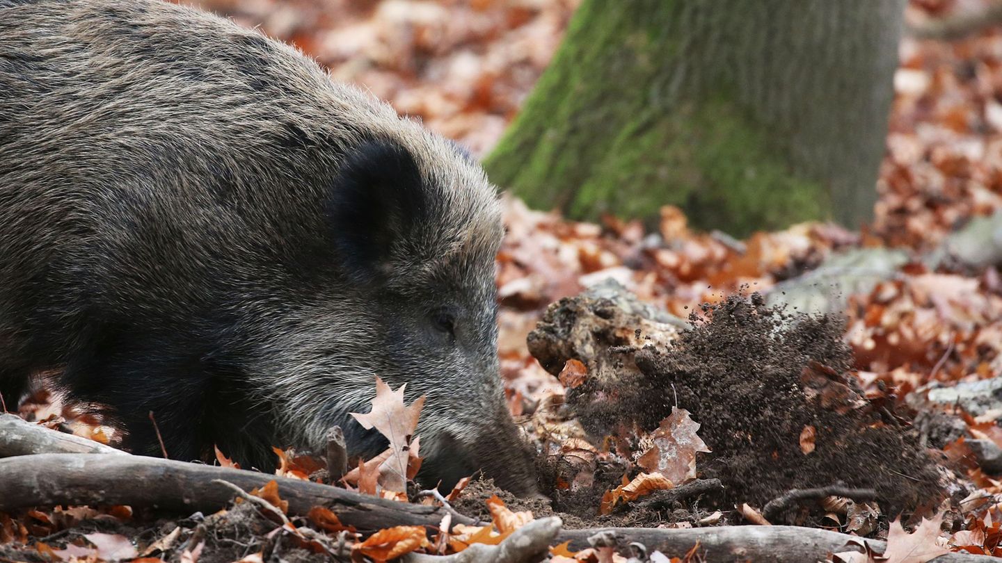 Animal diseases: for the first time detected African swine fever in NRW