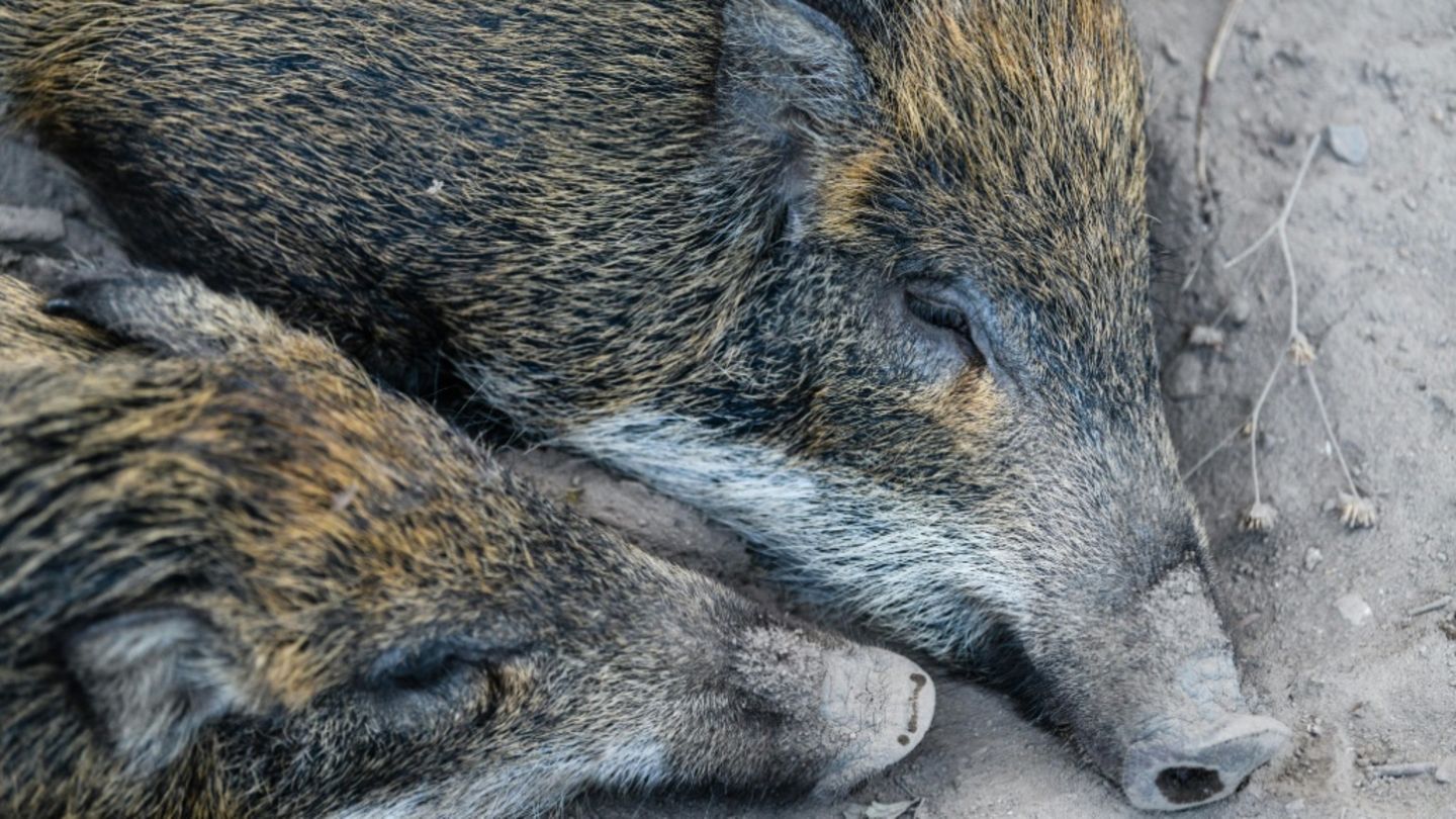 Wildschweine