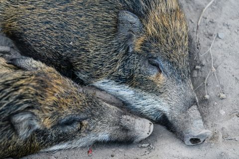 Wildschweine