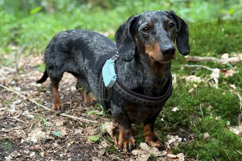 Hund Aufmacher GPS-Tracker