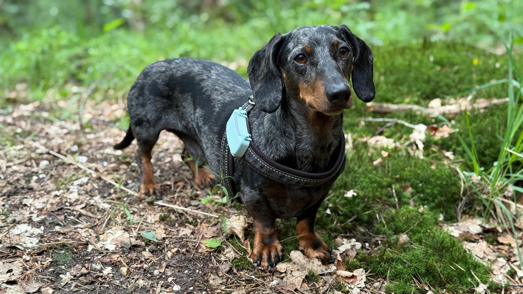 Hund Aufmacher GPS-Tracker