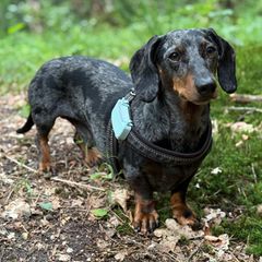Hund Aufmacher GPS-Tracker