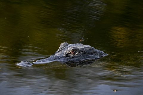 Alligator in einem US-Nationalpark