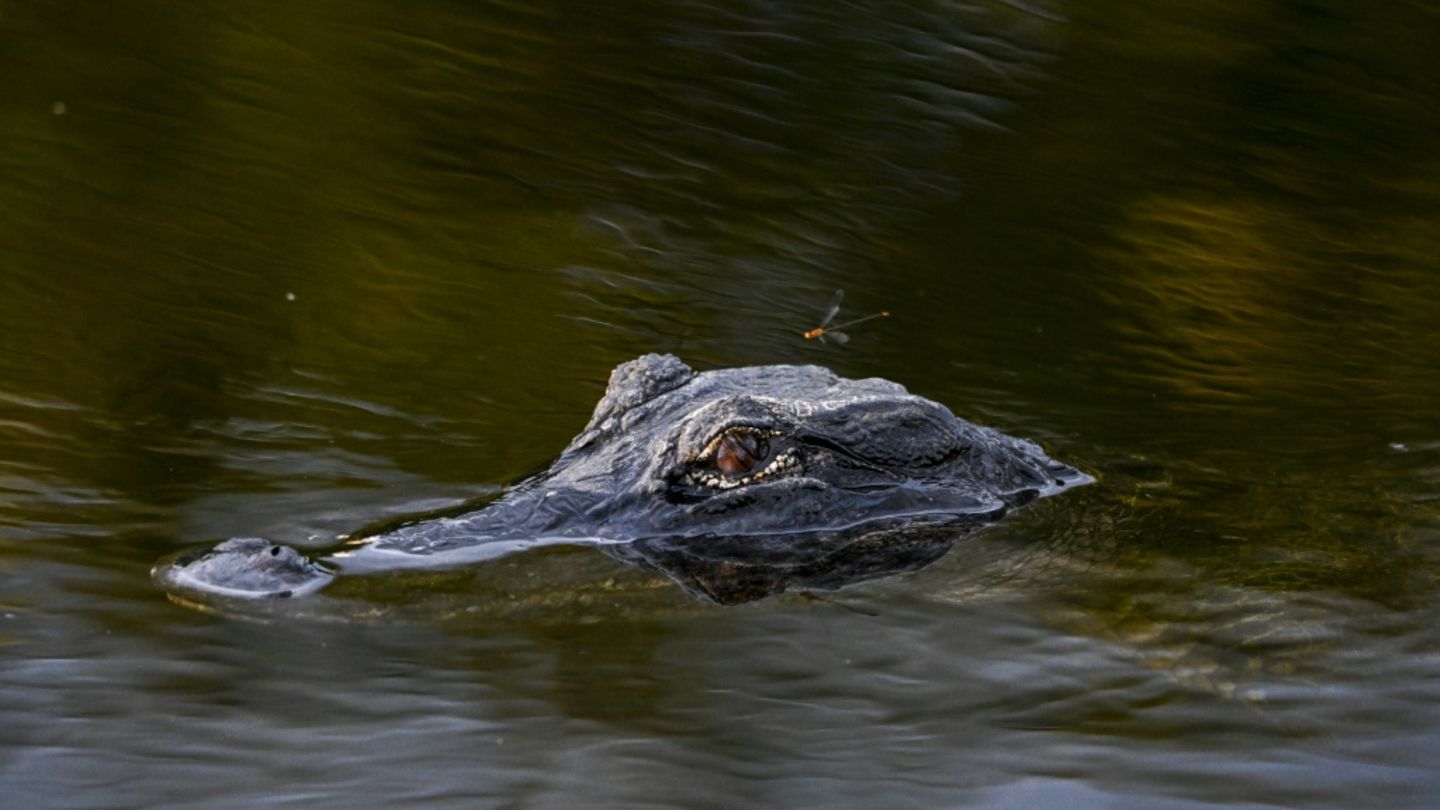 Alligator in einem US-Nationalpark