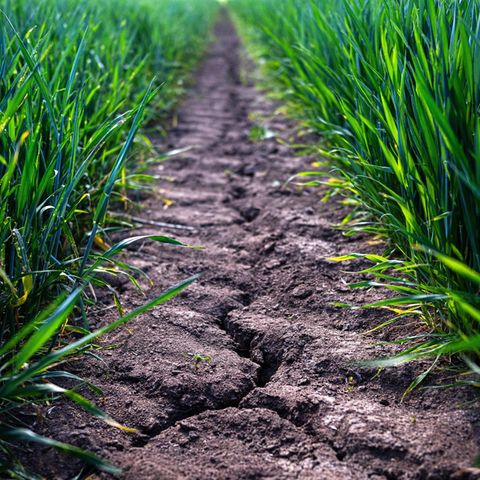 Die Landwirtschaft ist einer der wasserintensivsten Sektoren