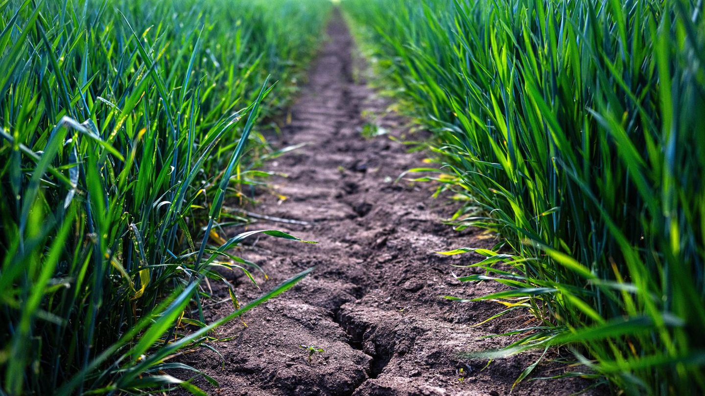 Die Landwirtschaft ist einer der wasserintensivsten Sektoren