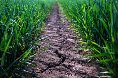 Die Landwirtschaft ist einer der wasserintensivsten Sektoren