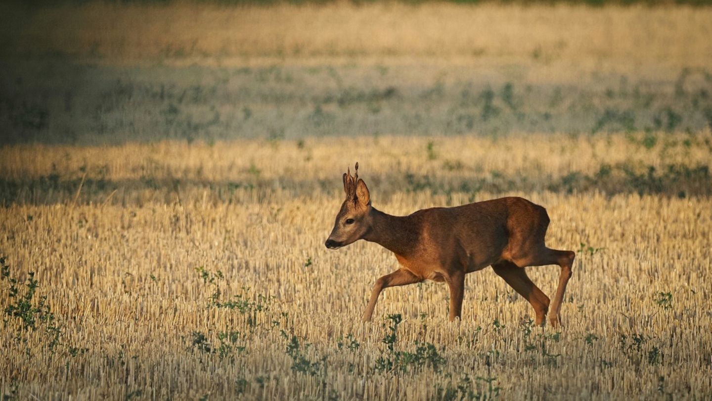Reh auf Feld
