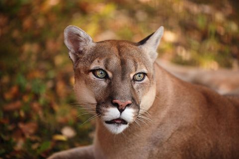 Ein Puma in freier Wildbahn (Symbolbild Geiseltalsee)