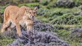 Sommerlochtier: Der Puma vom Geiseltalsee