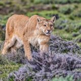 Sommerlochtier: Der Puma vom Geiseltalsee