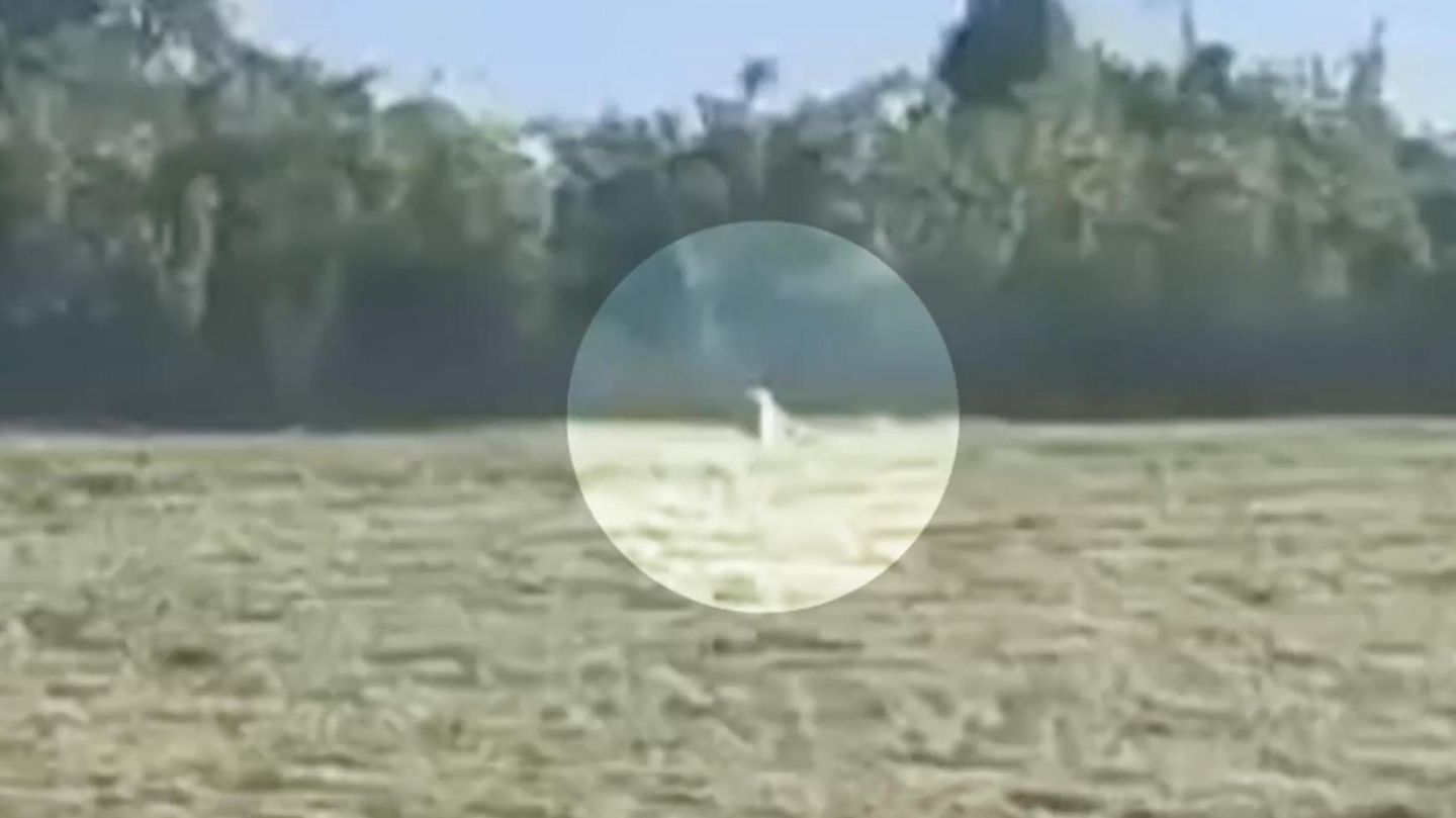 Puma View: Cep Telefonu Videosu Saksonya-Anhalt'ta Predator Göstermeli