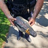 Sommerlochtier: Alligator in Vechta