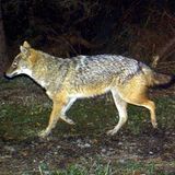 Sommerloch-Tier: Goldschakal