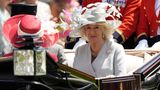 Camilla in der Kutsche zum Royal Ascot. Sie trägt einen grauen Blazer und einen grauen Hut mit Federn