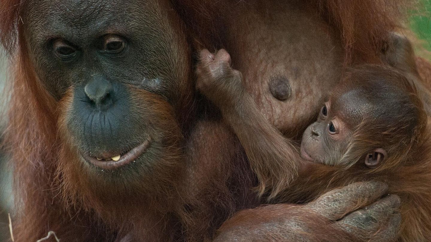 Die Ausbrecher im Zoo Frankfurt waren vier Orang-Utans (Archivbild)