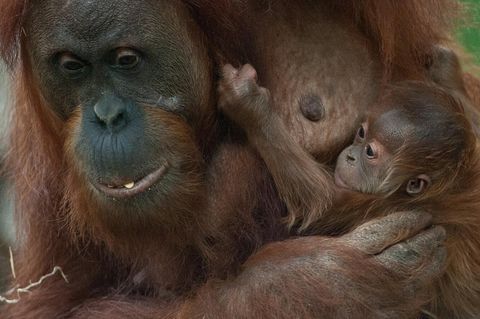 Die Ausbrecher im Zoo Frankfurt waren vier Orang-Utans (Archivbild)