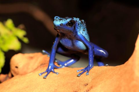 Ein kleiner blauer Frosch sitzt auf einem Ast
