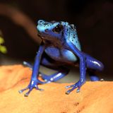 Ein kleiner blauer Frosch sitzt auf einem Ast