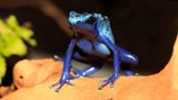 Ein kleiner blauer Frosch sitzt auf einem Ast