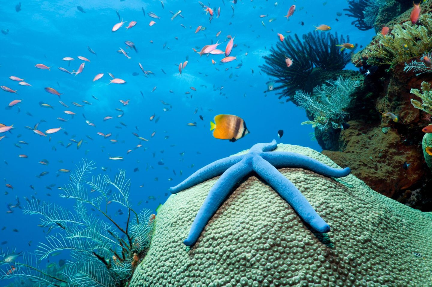 Ein blauer Seestern liegt auf einer Koralle unterwasser