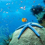 Ein blauer Seestern liegt auf einer Koralle unterwasser