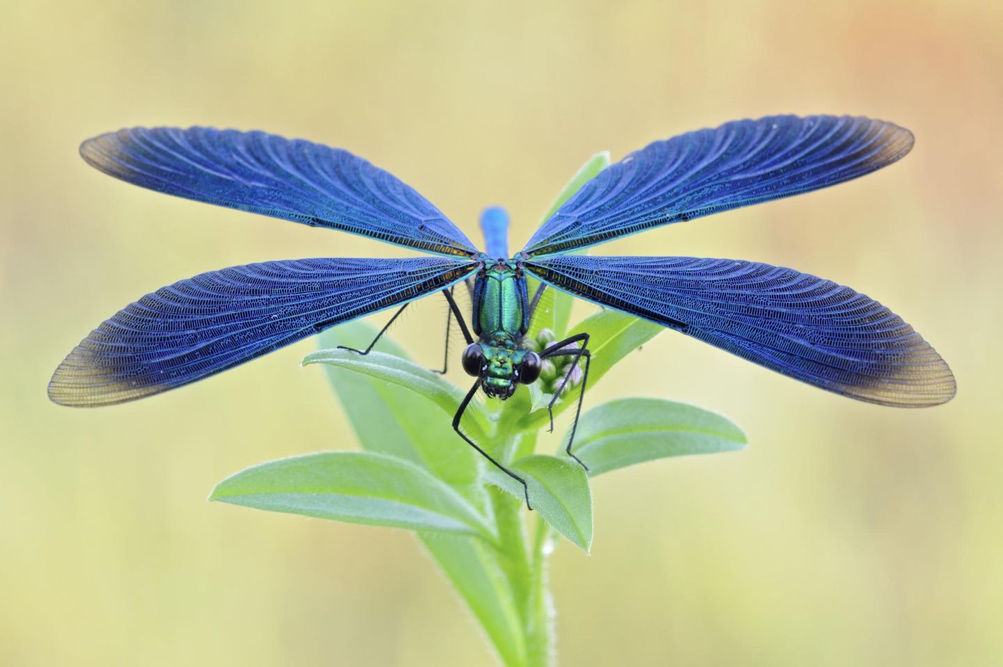 Blaumann Eine Libelle mit strahlend blauen Flügeln