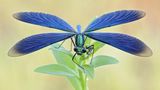 Eine Libelle mit strahlend blauen Flügeln