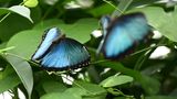 Zwei blaue Schmetterlinge zwischen Blättern