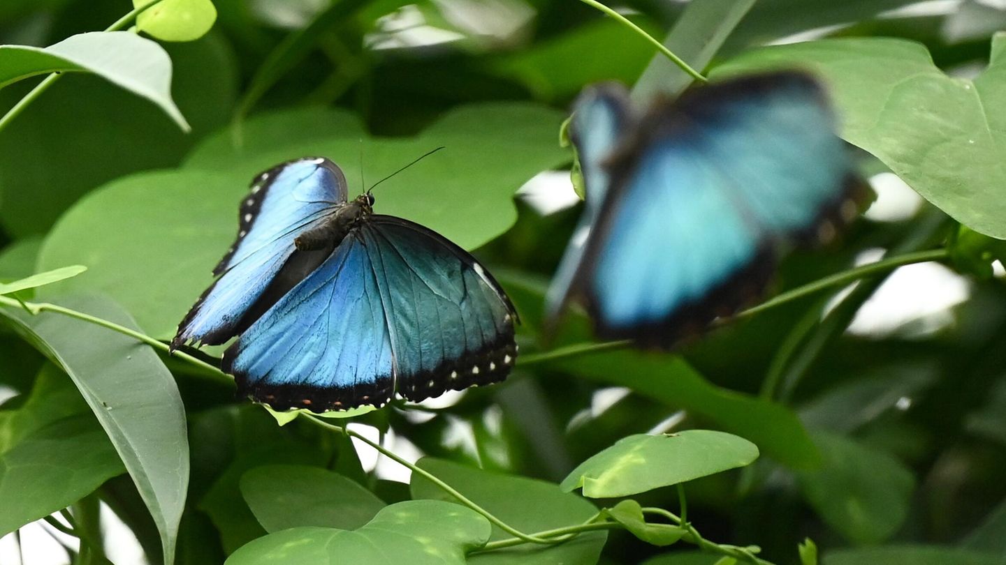 Blaulicht im Regenwald Zwei blaue Schmetterlinge zwischen Blättern