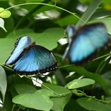 Zwei blaue Schmetterlinge zwischen Blättern