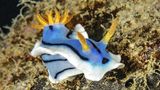 Eine blau gelbe Wasserschnecke