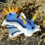 Eine blau gelbe Wasserschnecke