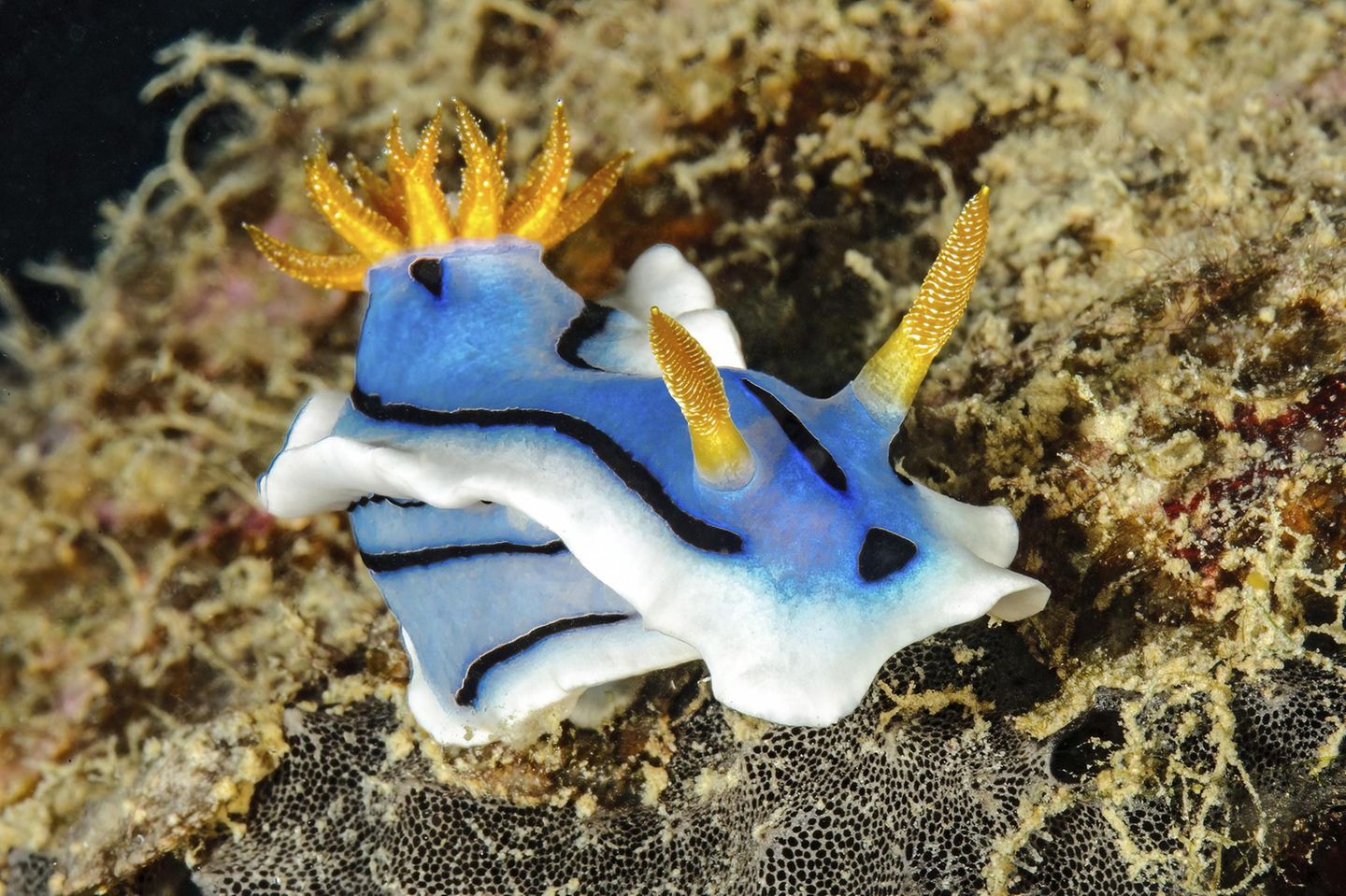 Tarnung in der Tiefe Eine blau gelbe Wasserschnecke