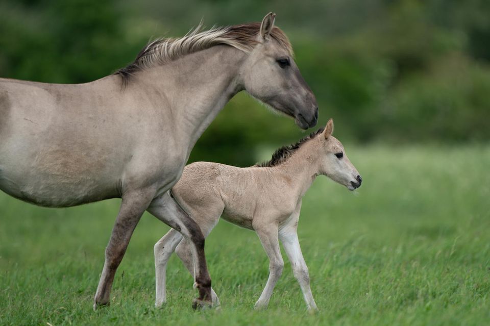 Ein junges Konik Fohlen und seine Mutter auf einer Wiese Ein junges Konik Fohlen und seine Mutter auf einer Wiese