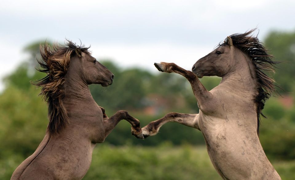 Zwei Wildpferde springen im Kampf hoch Zwei Wildpferde springen im Kampf hoch
